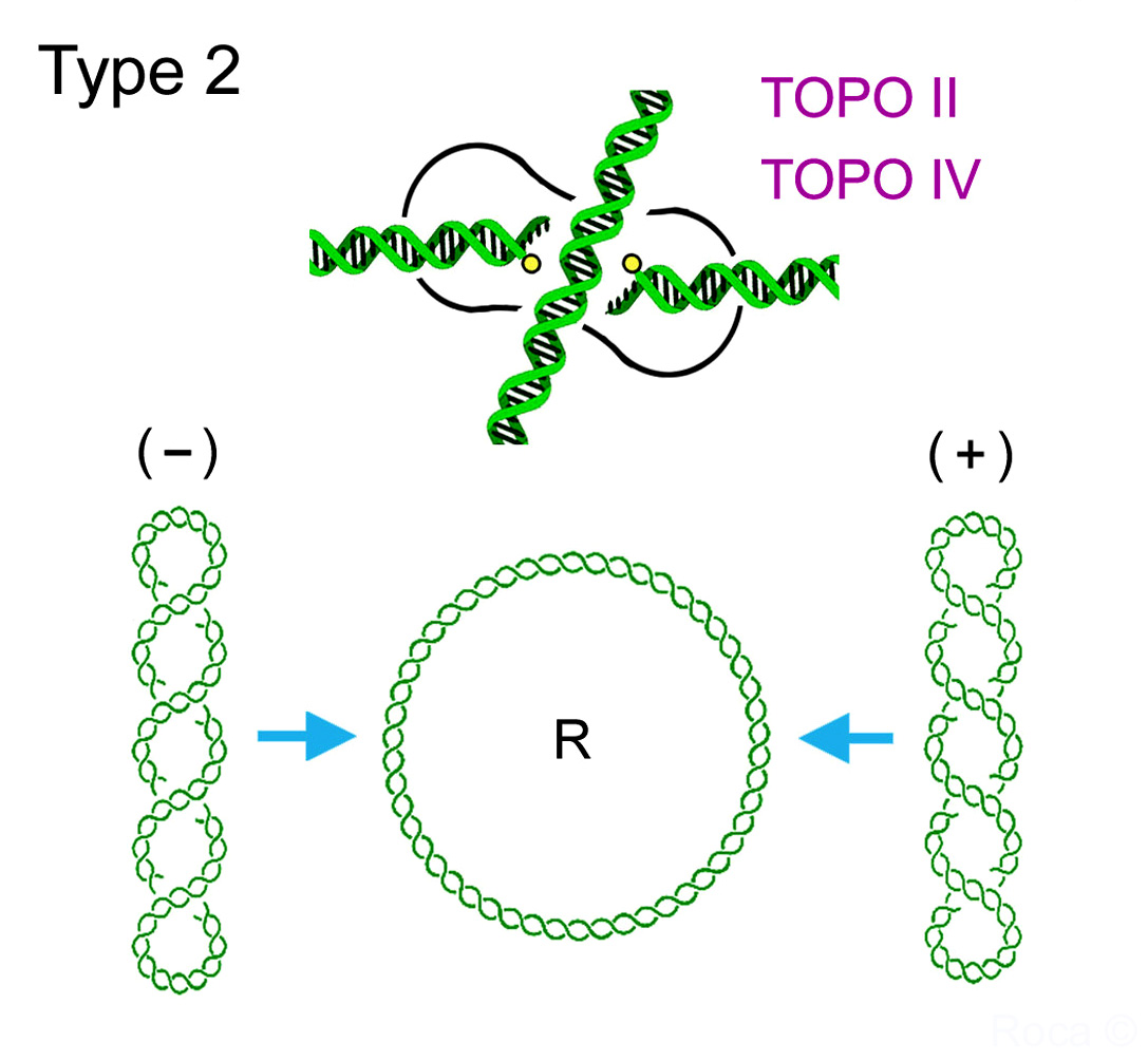 Topo II reacts